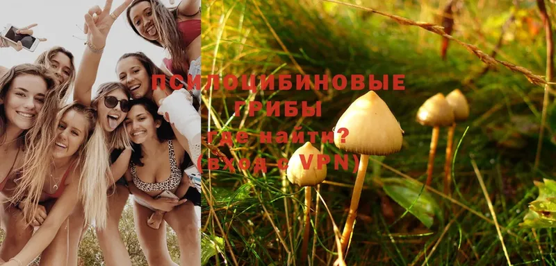 Псилоцибиновые грибы Magic Shrooms  Рыльск 